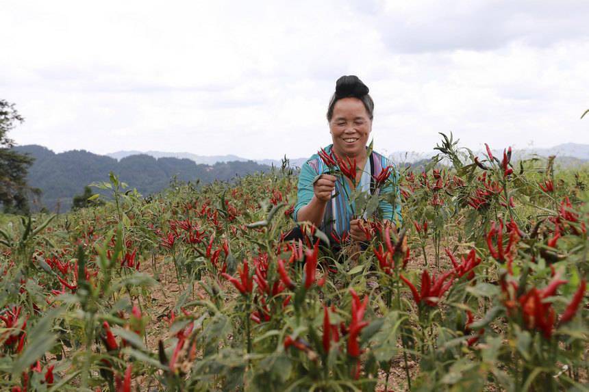 貴州劍河:辣椒豐收富農家_種植