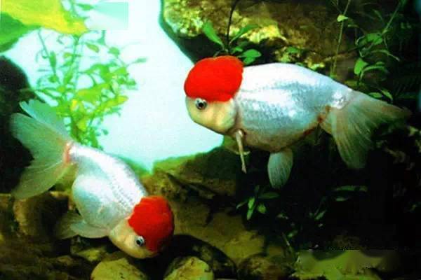 一些兰寿图 紫寿