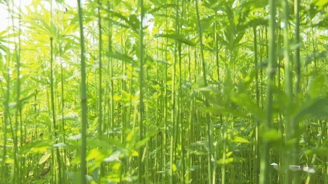 在孙吴县明林麻业的汉麻地里,汉麻长势正旺,收割机轰轰作响,又到了汉