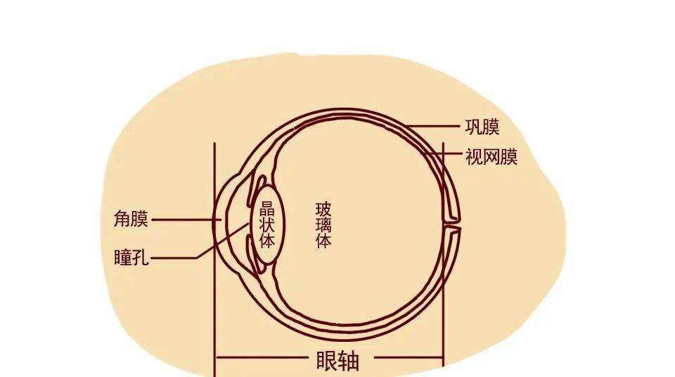千人千眼眼轴与近视的关系