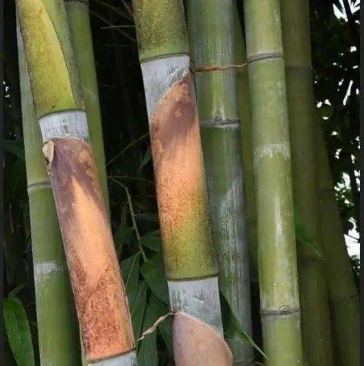 丹霞山又发现竹类新种,名字是……_团队