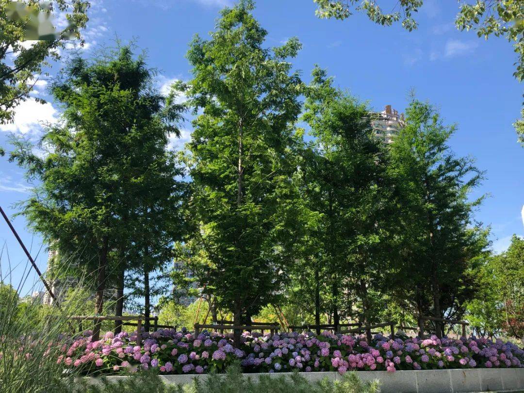 上海的街心花园错落有致缤纷多彩台地花园