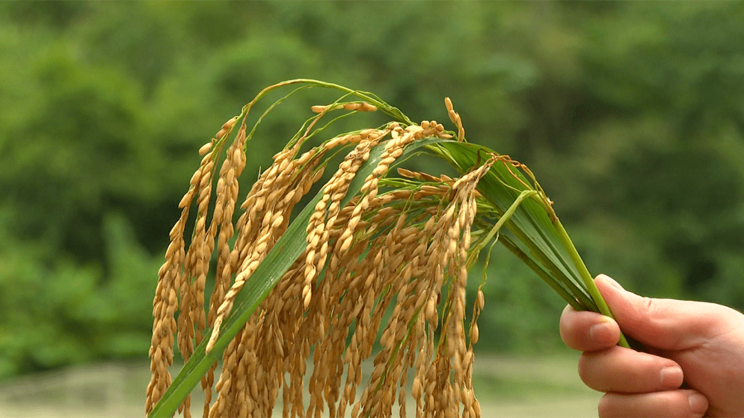 新会镇骡埝村:亩产700公斤巨型稻开镰!_水稻