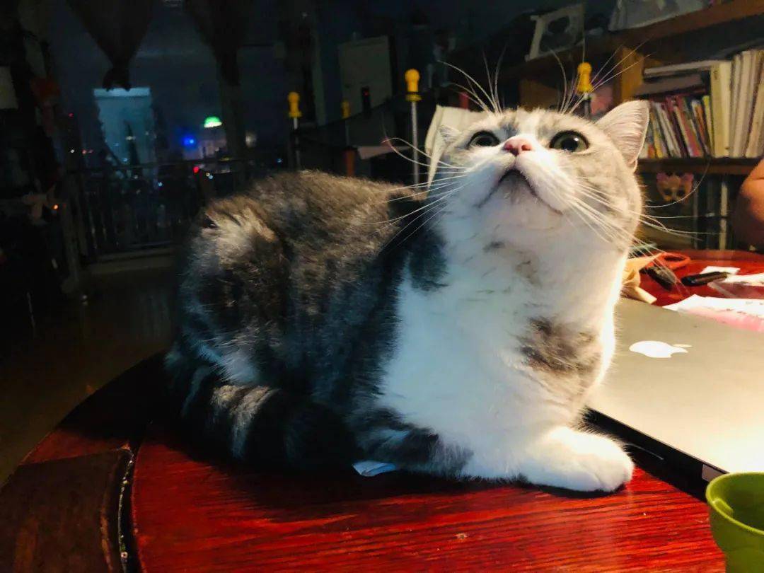 寻宠:2只贵宾1只美短_猫狗