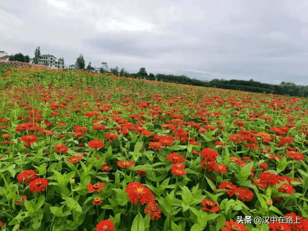 车程不到十分钟,汉中这片彩色花海惊艳了整个初秋
