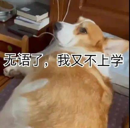 睡觉觉|两只柯基一起睡大觉，其中一只很有觉悟，另一只...