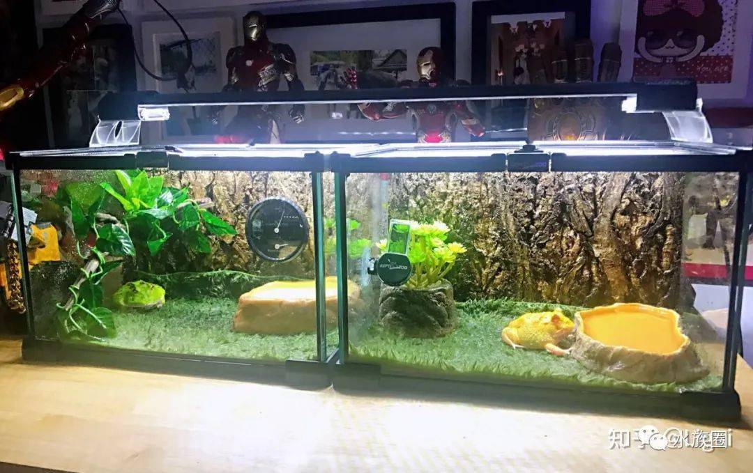 角蛙饲养和环境布置