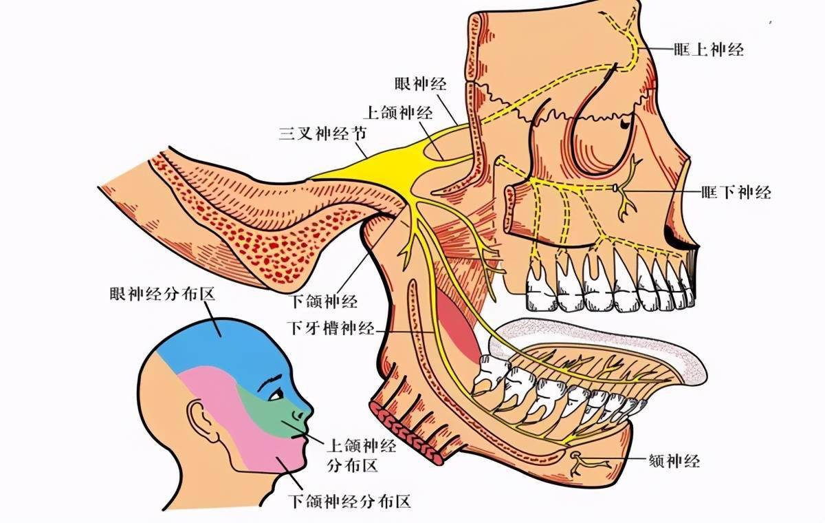下颌神经分支示意图图片