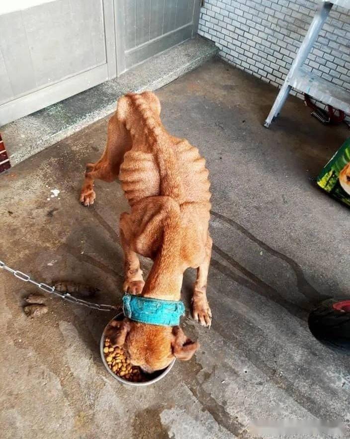 明明有家却瘦成排骨的狗狗,被救后竟蜕变到把床压裂,可惜.