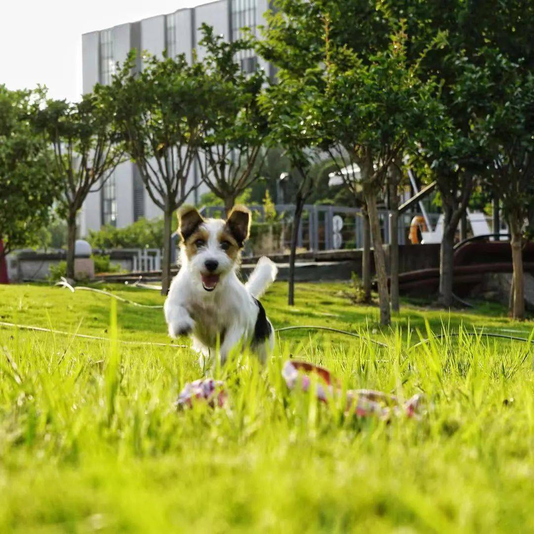 时间|狗狗真能无障碍交流??偷学5招轻松搞定「学渣狗狗」!