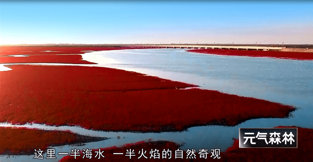 辽宁翅碱蓬