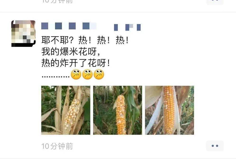 玉米和爆米花搞笑图片图片