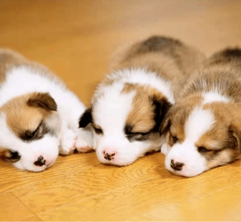 时间|狗狗真能无障碍交流??偷学5招轻松搞定「学渣狗狗」!