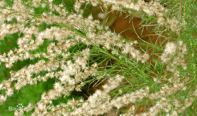 豬毛蒿(別名:茵陳蒿,阿榮,濱蒿)