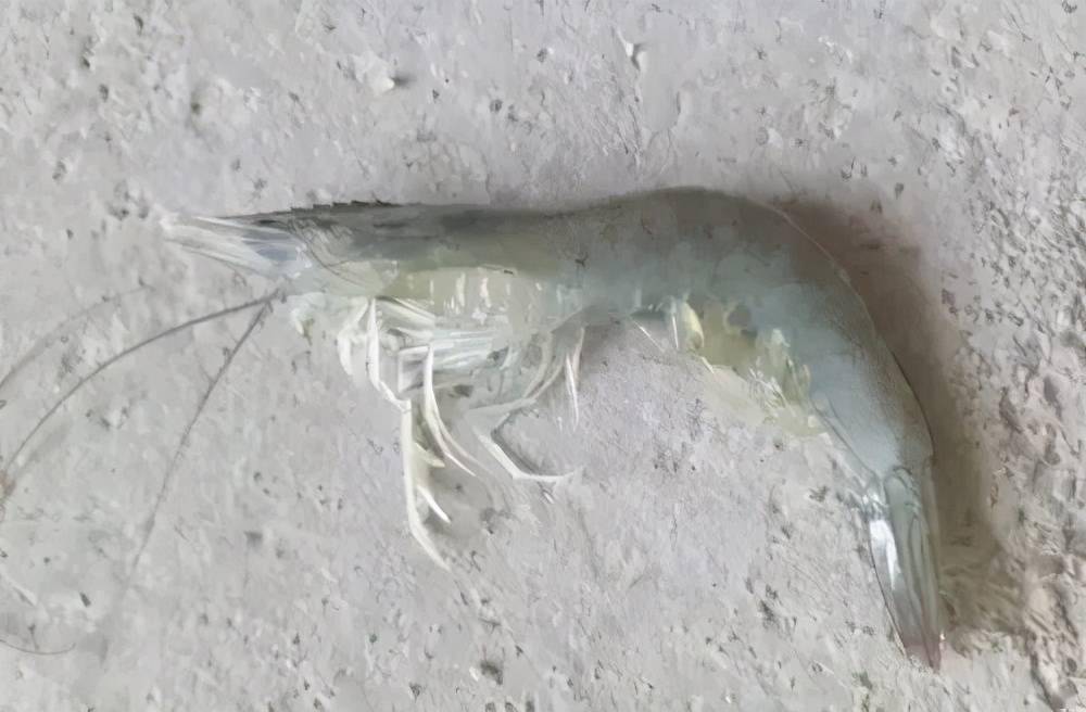 对虾纤毛虫,一旦爆发死亡率高达95%,做好预防是养殖成功的关键
