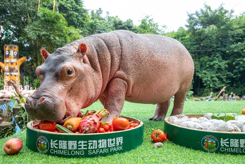 有15万粉丝的网红河马菲菲庆生,ttg战队送上生日蛋糕