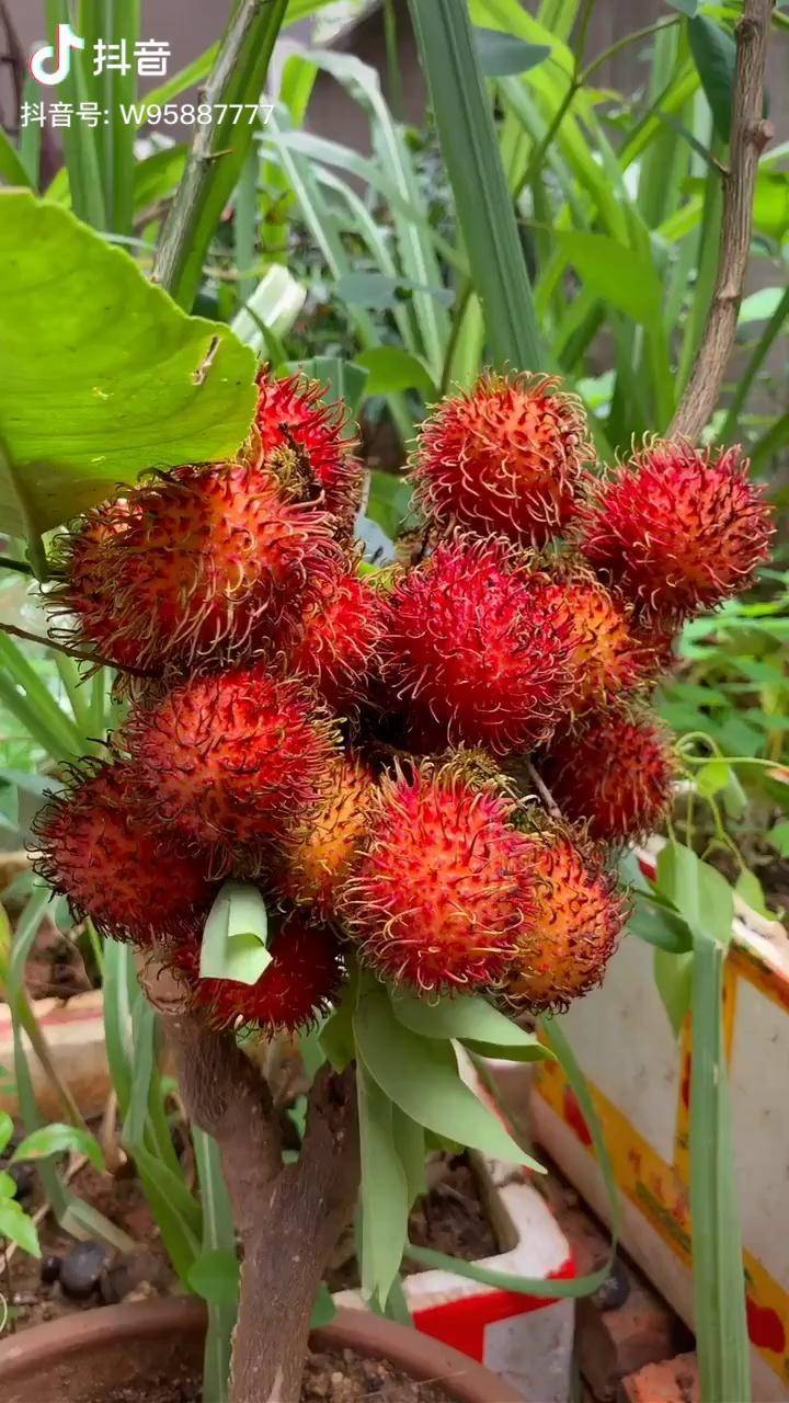 教你在家種植紅毛丹用手摳出的種子才有靈魂快速發芽開花結果