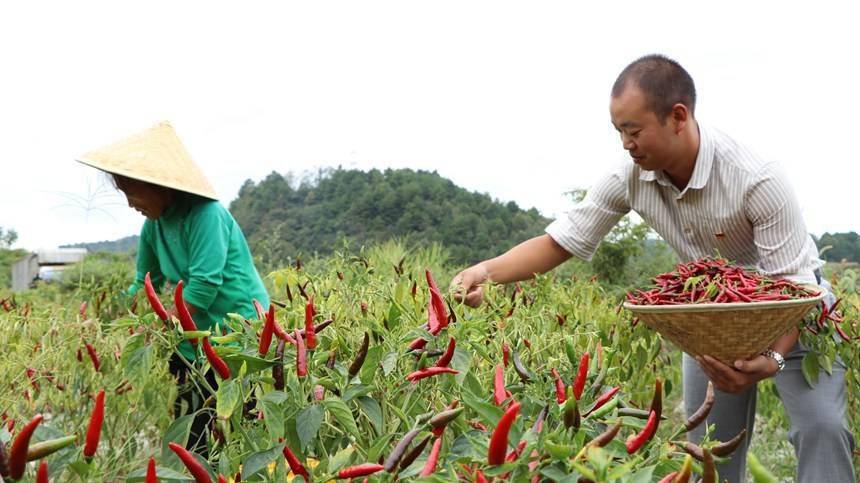 贵州开阳:辣椒丰收采收忙_种植