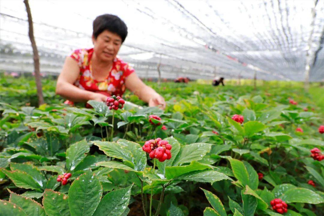 媒體聚焦文登參花別樣紅