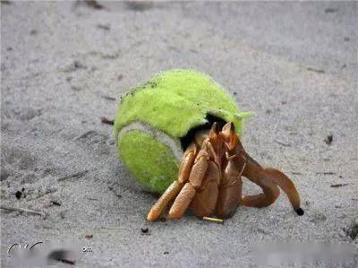 海洋科普(1555)| 寄居蟹:这样的新家我不想要_垃圾