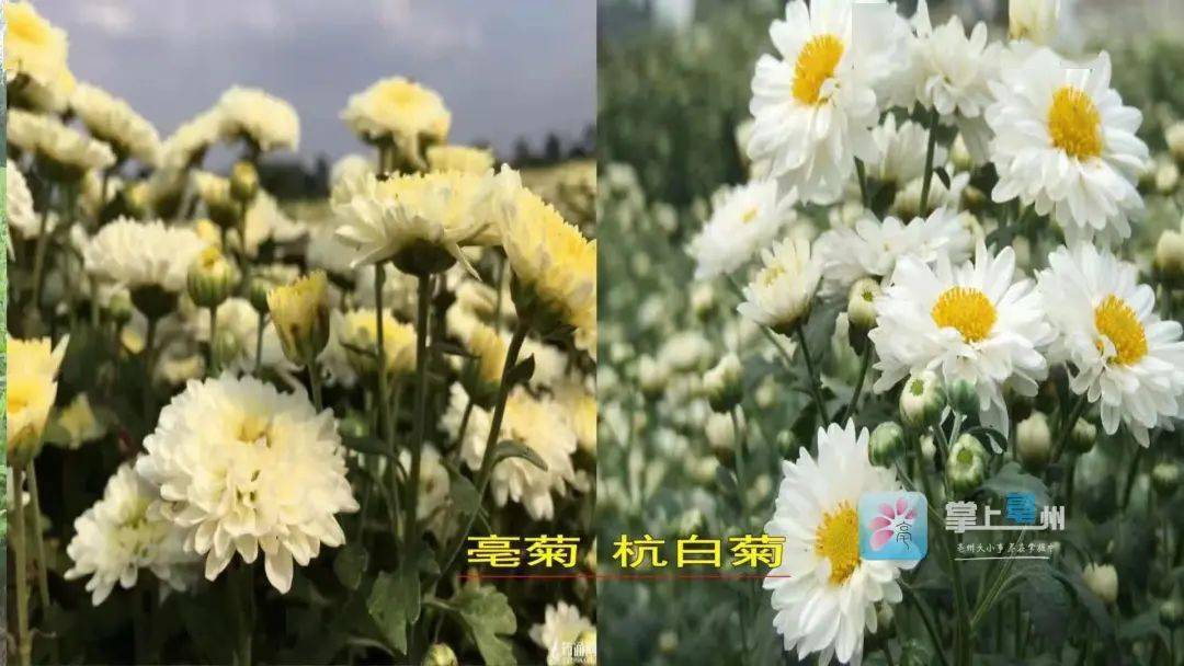 这种亳州地道药材价格一路上涨 原因是 菊花