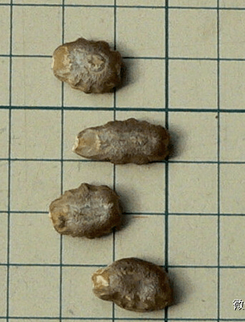 蛇豆角原产于热带亚洲,广泛分布于印度及东南亚,印度栽培已有2000年