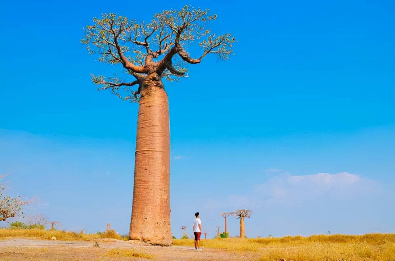 宛若殿堂神柱的巨树因激怒了上帝便把它连根拔了起来