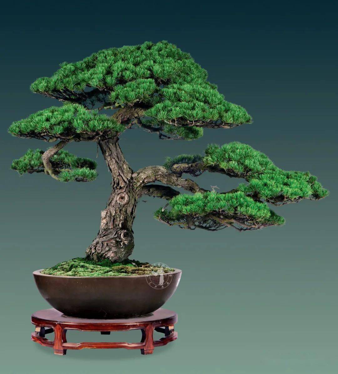 星光闪耀走进梁园和陈文君的盆景世界