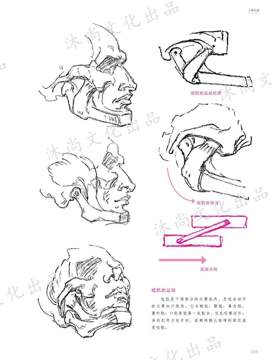 《伯里曼人体结构绘画教程》