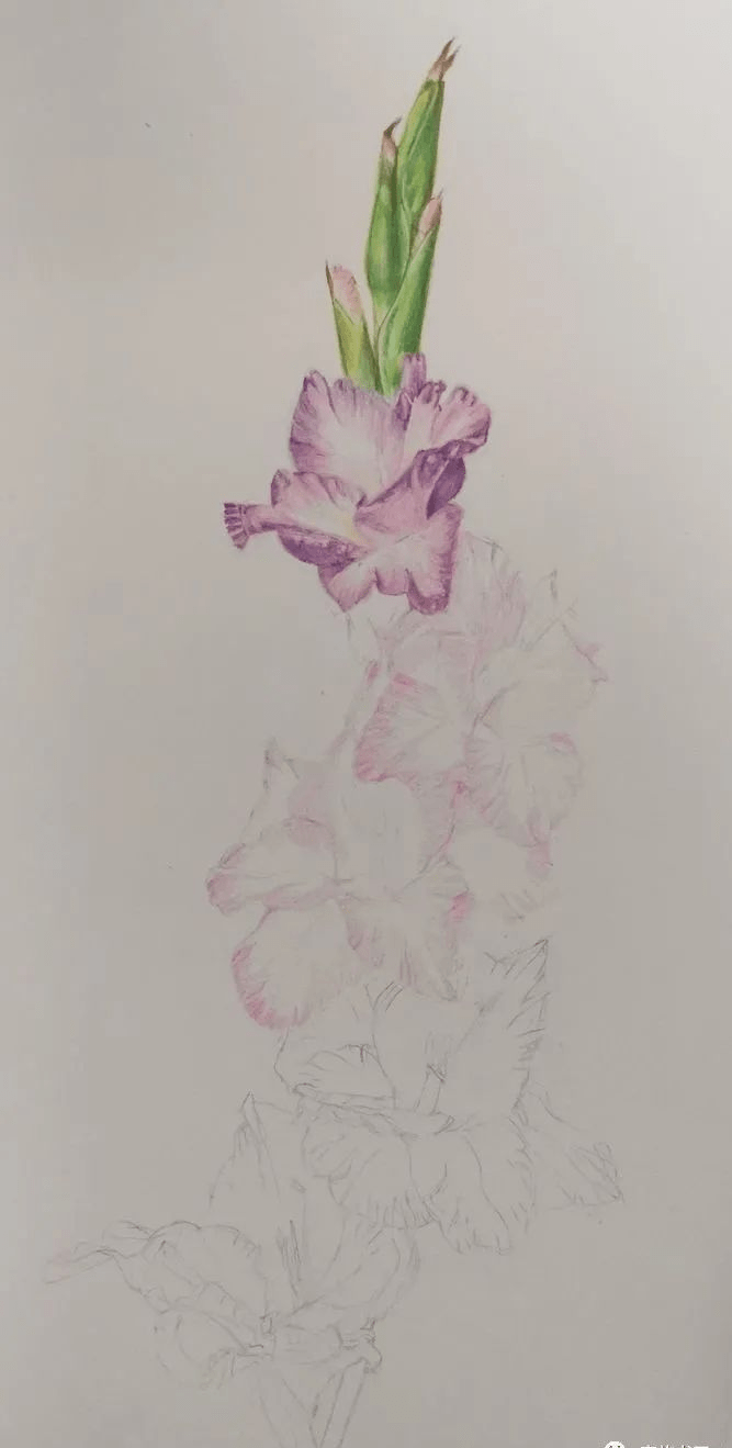 第二步:由上往下,由浅入深上色.注意明暗交界线.第一步:起稿.