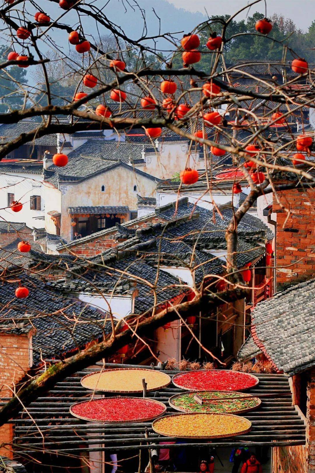 来婺源看篁岭秋天美如画