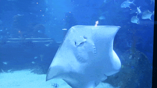 门票无限送啦海童湾萌宠乐园海洋馆蝴蝶谷中秋国庆升级开园啦