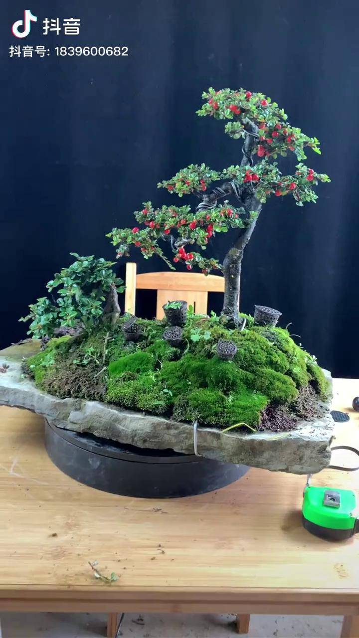 荀子盆景