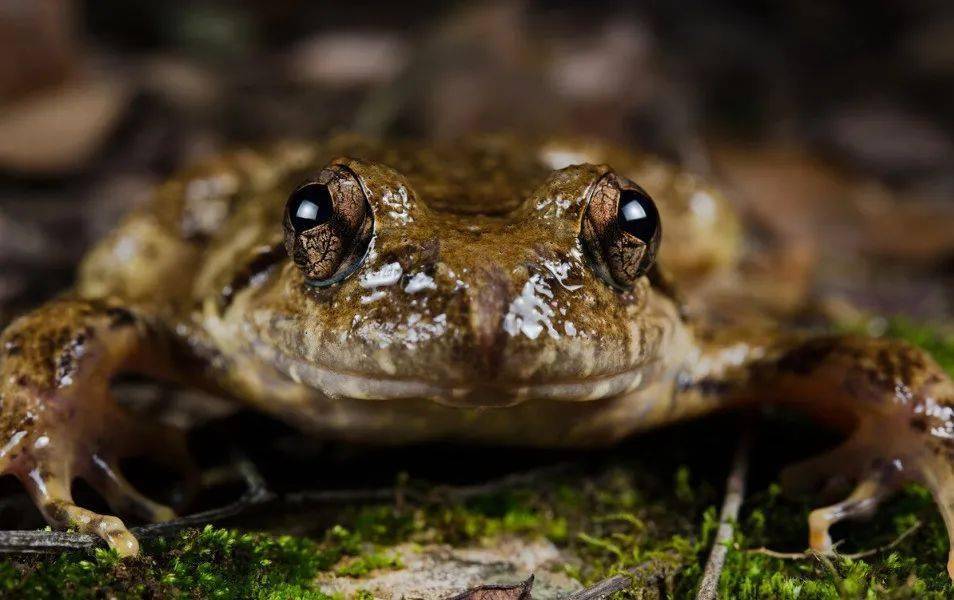 常栖息在南方丘陵山区,一度被人称为"百蛙之王",是国家二级保护动物