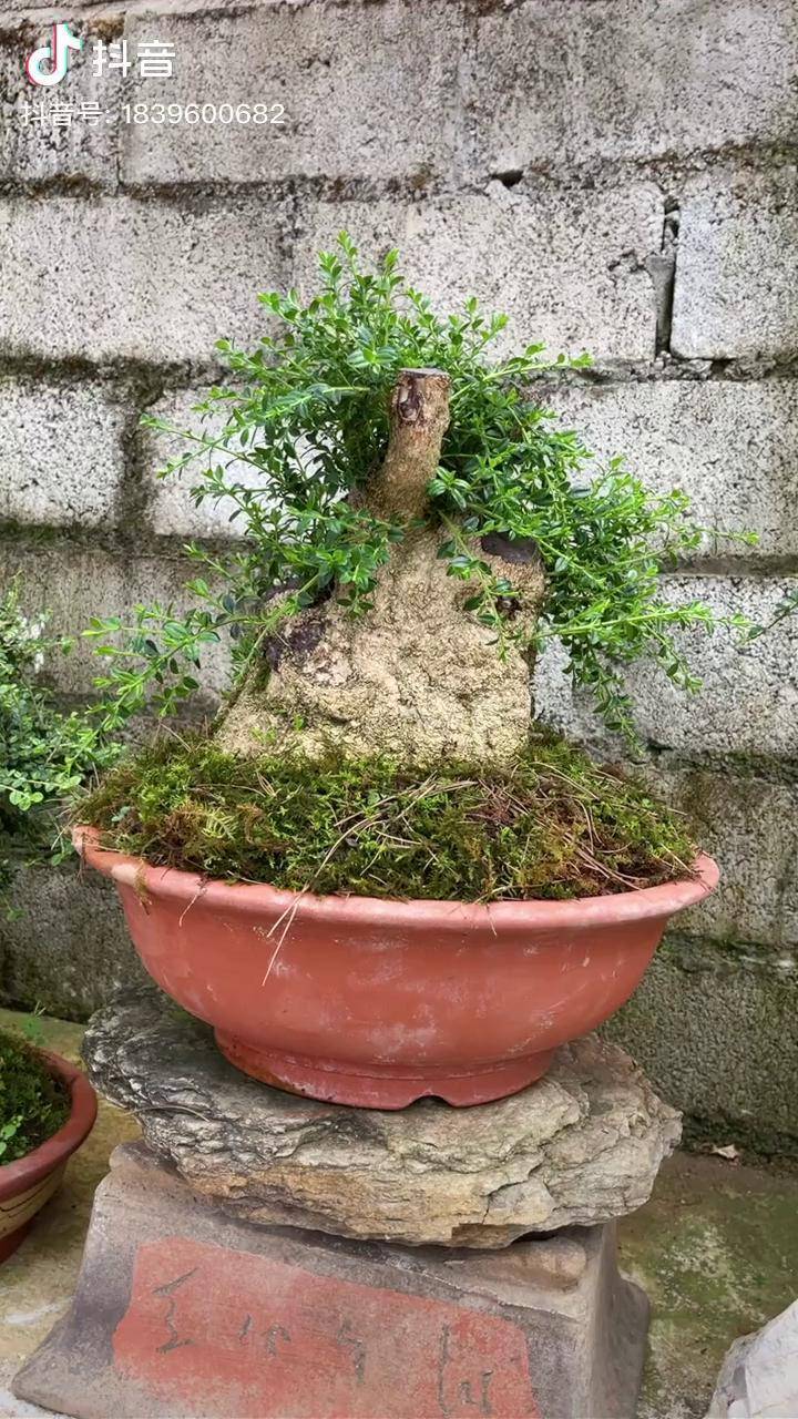 矮霸黄杨