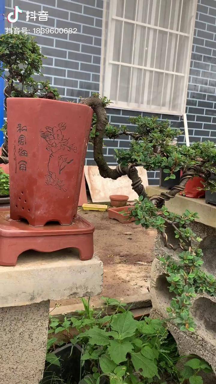 悬崖荀子