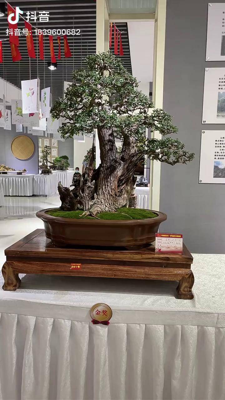 铜奖木樨榄
