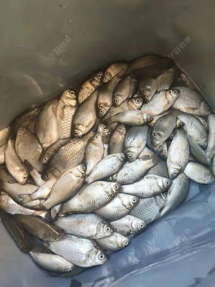 野钓灌溉渠小鲫鱼疯了双飞连杆