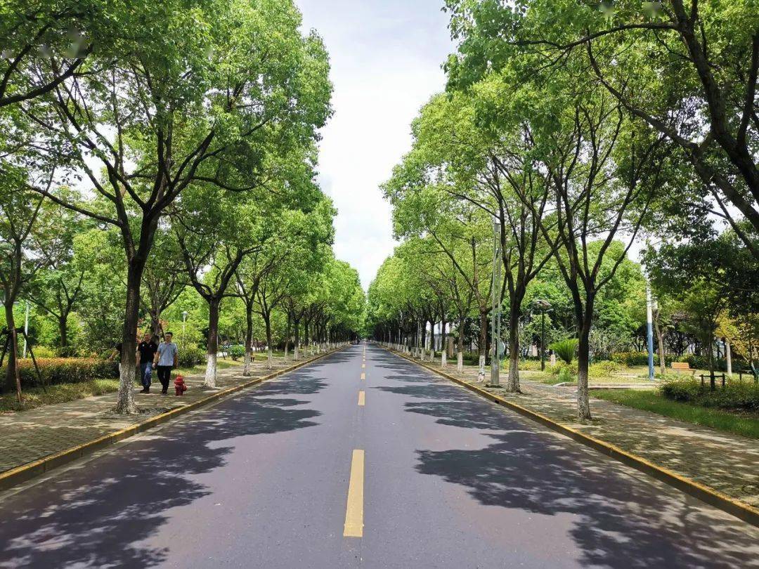 华漕新增一条林荫道快来看看在哪儿