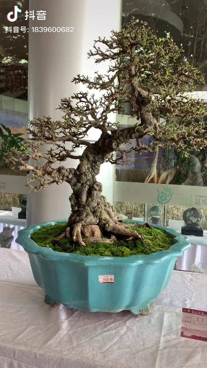 精品铁马鞭老桩