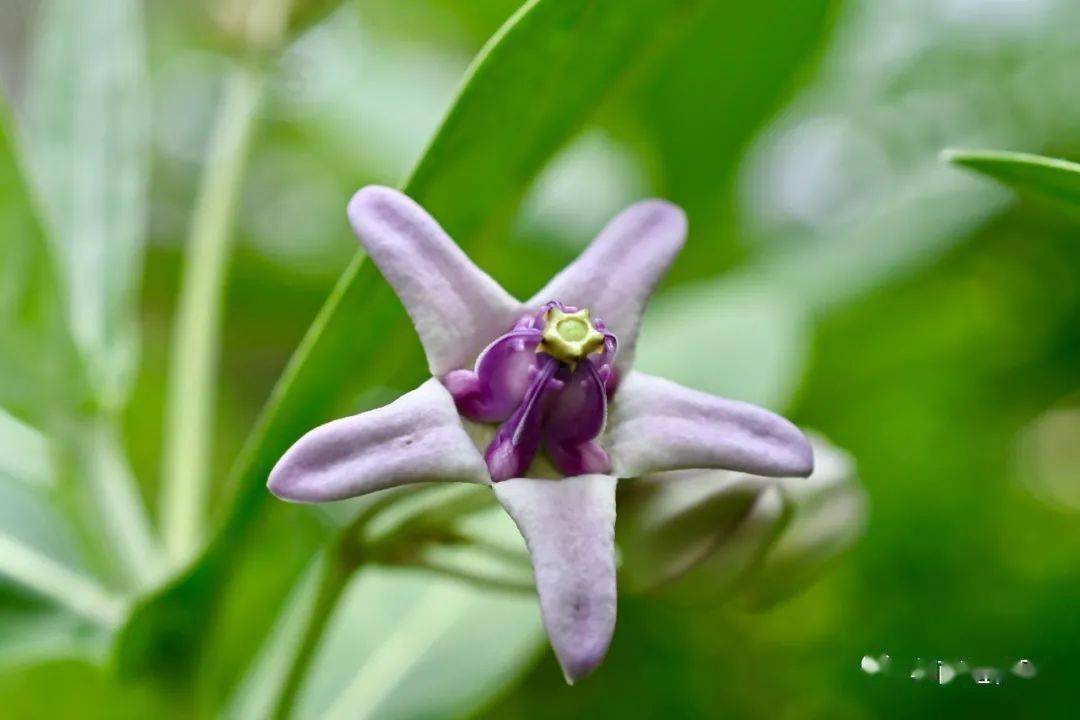 五狗卧花心这植物名是认真的吗