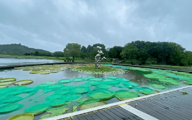 辰山植物园水生植物园图片