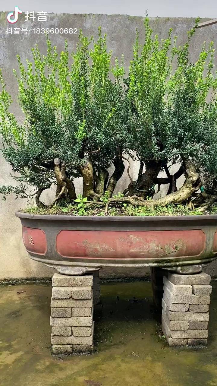 黄杨精品大丛林