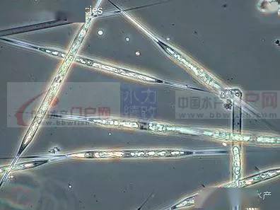 高清图!够全,够清晰!史上最全的藻类图谱_蓝藻