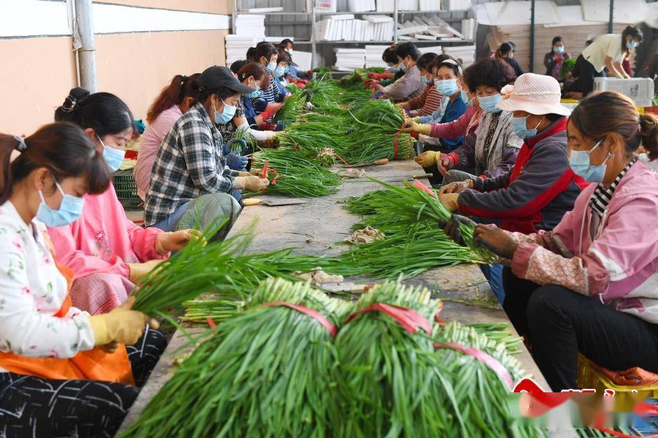 武山韭菜远销全国各地