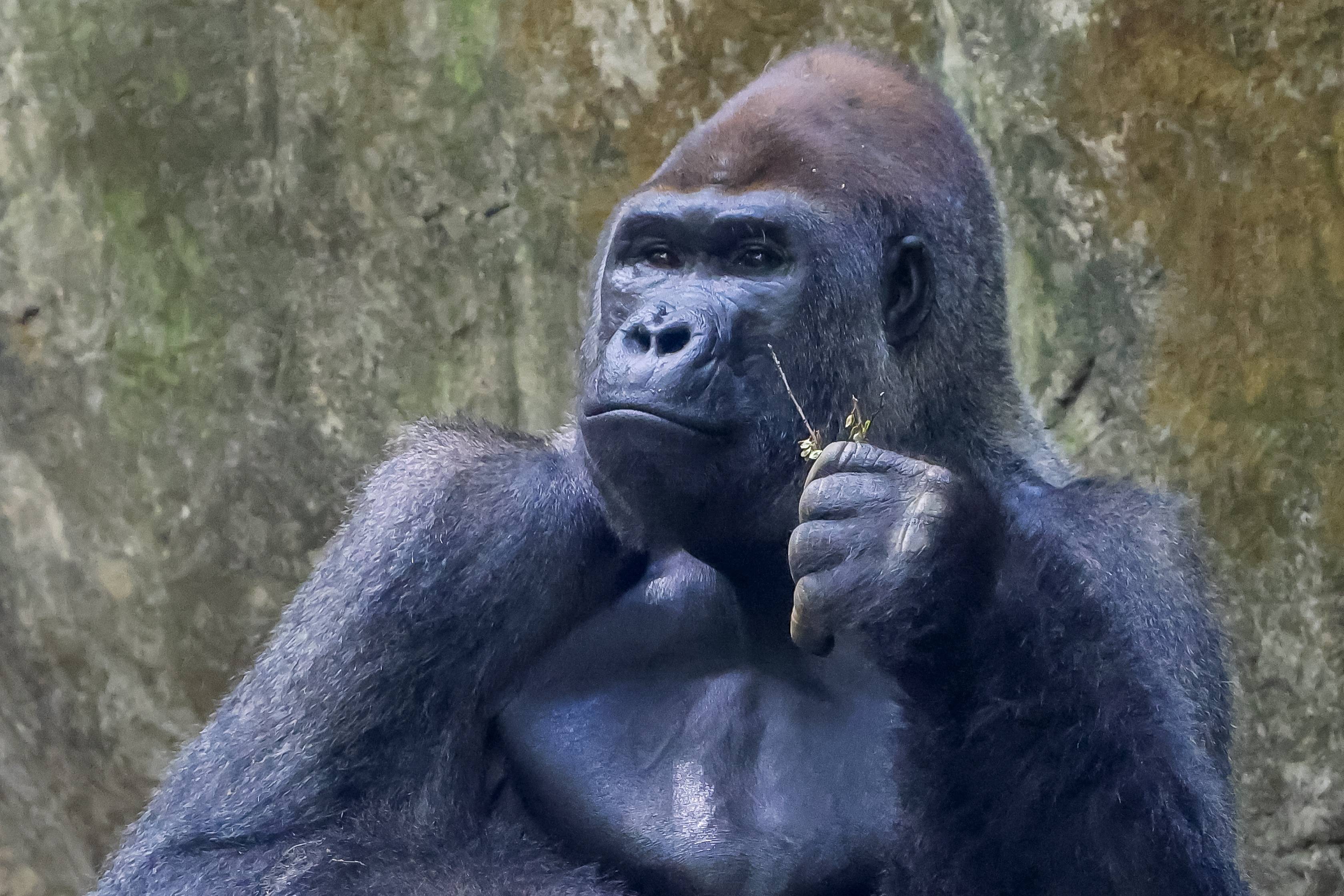 圣地亚哥动物园大猩猩图片