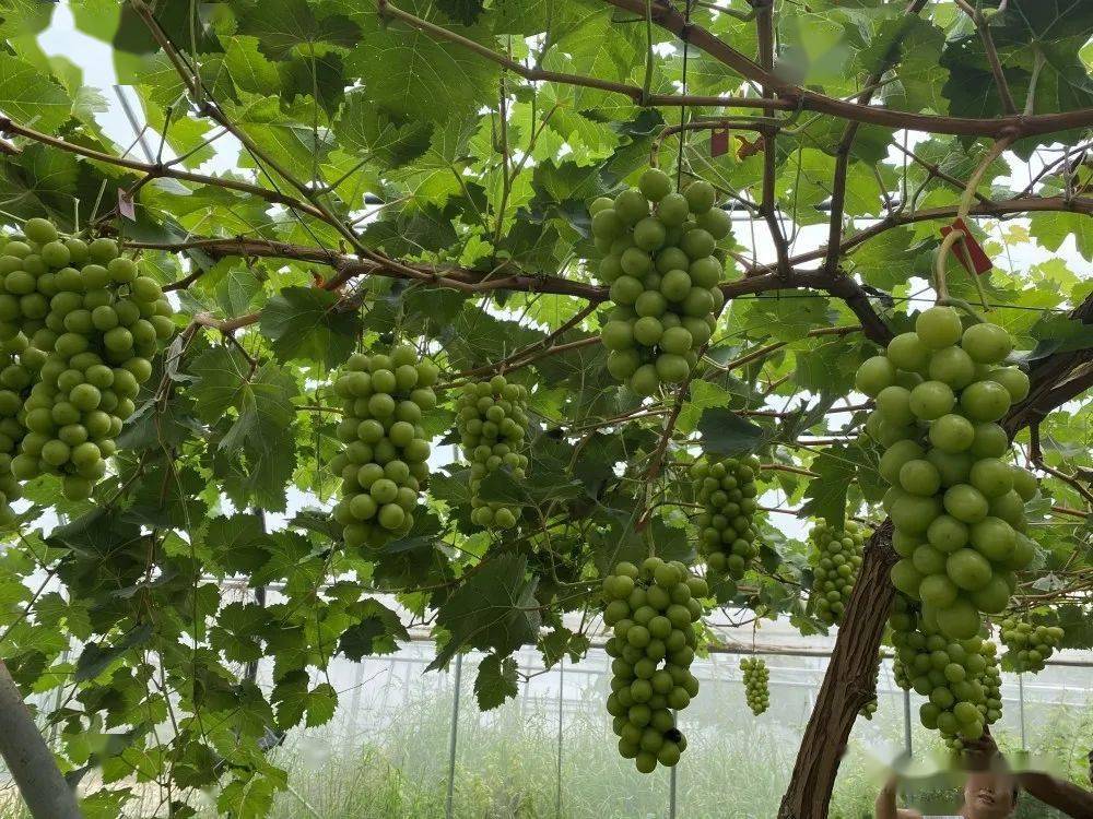 阳光玫瑰葡萄为什么不好卖 5d222049d50e4634aa7bcc47b784466e.jpeg
