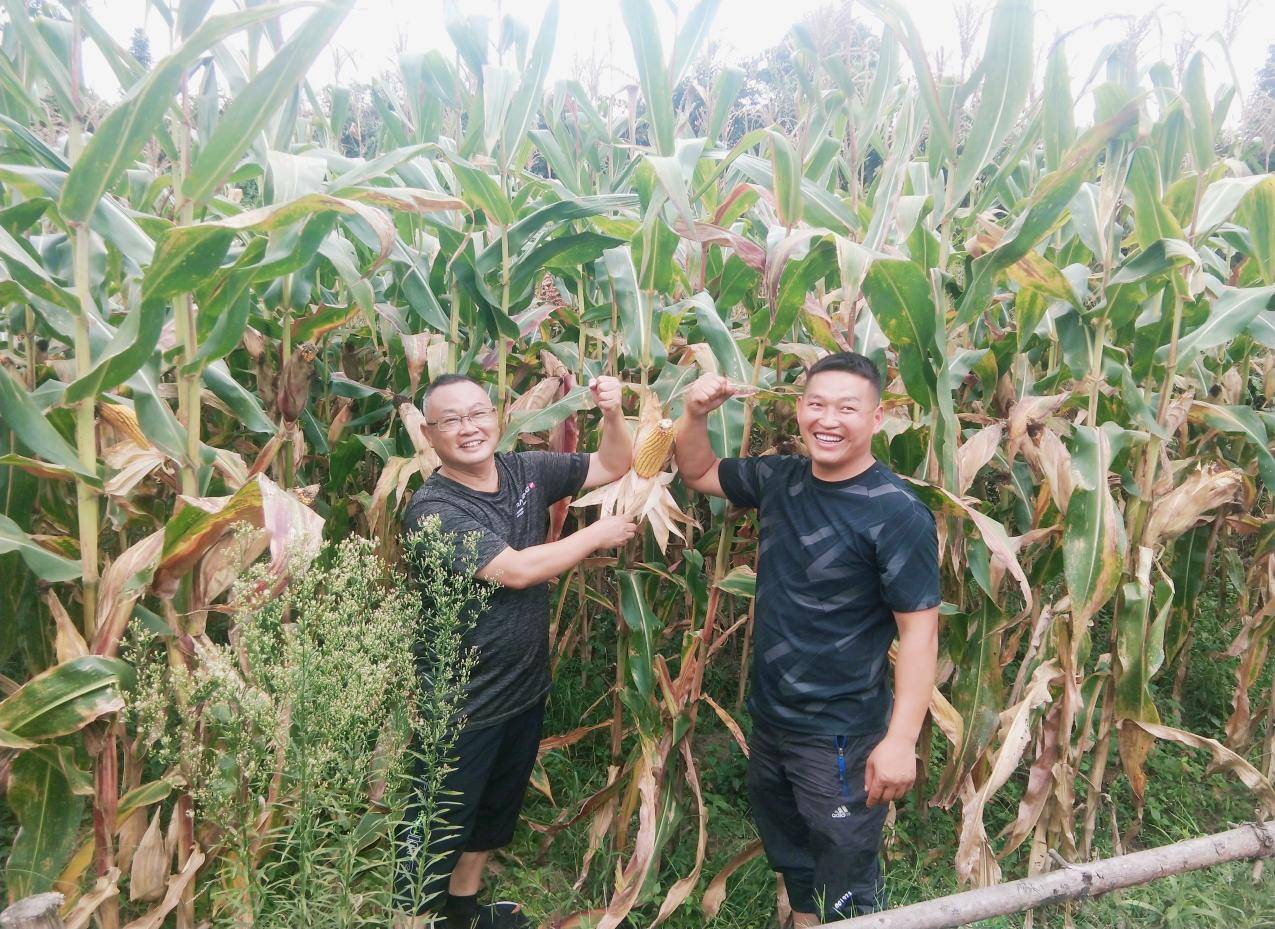 亩产量|提供技术支撑 花溪区农业农村局积极开展玉米测产工作