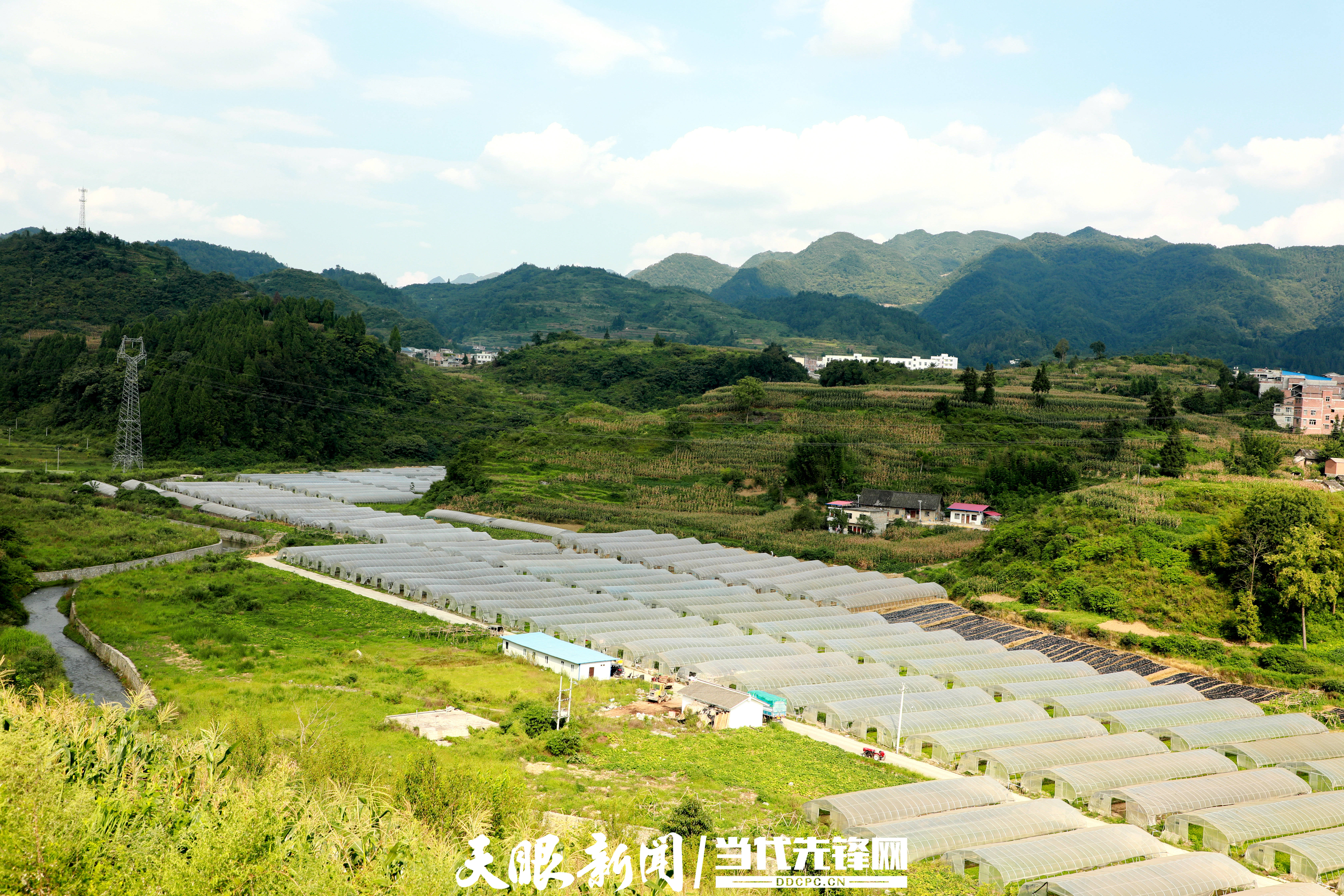 四新四化蹲点采访七星关区小吉场镇产业之子走活振兴棋局