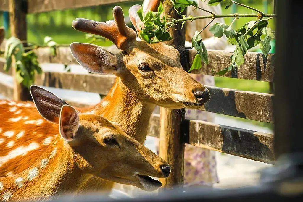 八堡村麋鹿园树木葱茏的八堡村,位于泗阳县李口镇,着力打造蕴含古朴
